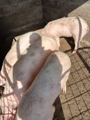 Șoldănei foarte frumoș 70kg 80kg - imagine 5