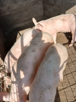 Șoldănei foarte frumoș 70kg 80kg