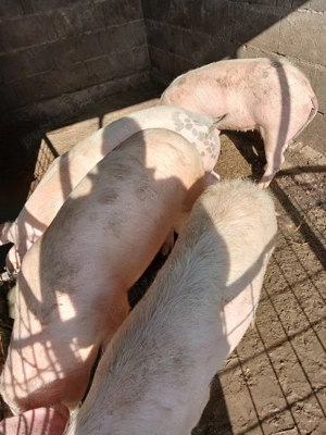 Șoldănei foarte frumoș 70kg 80kg - imagine 3