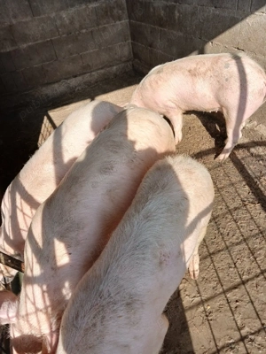 Șoldănei foarte frumoș 70kg 80kg - imagine 4