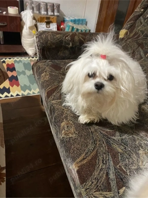 Bichon maltez, pui, fetita in varsta de 6 saptamani - imagine 5