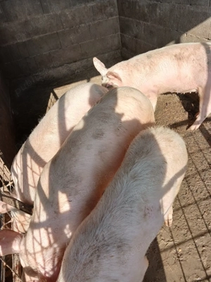 Șoldănei foarte frumoș 70kg 80kg - imagine 2