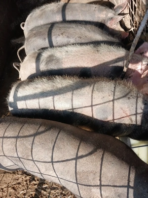 Șoldani de carne - imagine 4