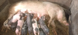 scroafă cu purcei - imagine 3