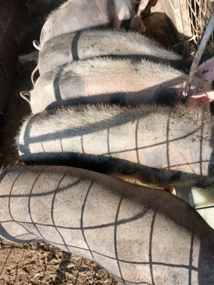 Șoldani de carne - imagine 3