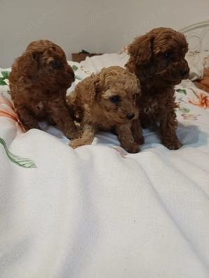 Vand catei pudel  - imagine 2