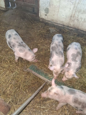 Purcei pietrain - imagine 3