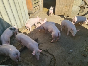 Vând purcei sănătoși 