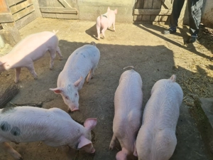 Vând purcei sănătoși  - imagine 4