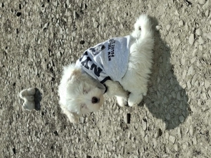 Bishon maltez  - imagine 2