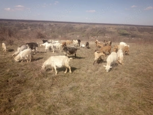 Văd 28 de capre  - imagine 3