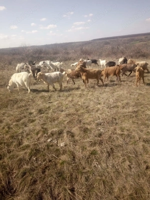 Văd 28 de capre  - imagine 2