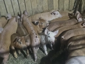 vând 13 purcei de 11 săptămâni rasa de carne duroc  - imagine 2