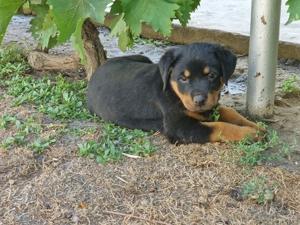 Catel rottweiler  - imagine 2