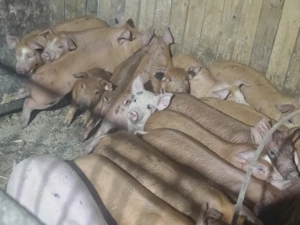 vând 13 purcei de 11 săptămâni rasa de carne duroc 