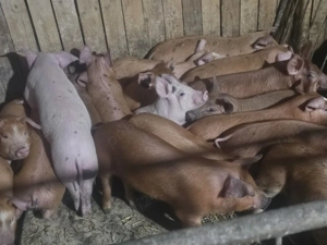 vând 13 purcei de 11 săptămâni rasa de carne duroc  - imagine 3