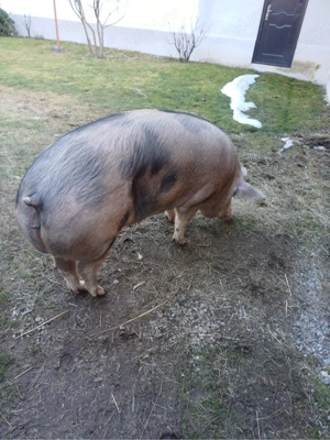 Vand scroafa Piétrain 15 lei kg - imagine 3