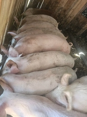 vând 9 soldani rasa de calitate de carne 60-70 kg 