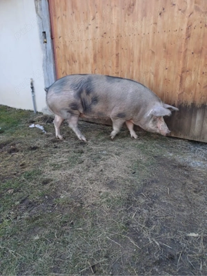 Vand scroafa Piétrain 15 lei kg - imagine 4