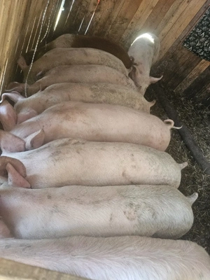 vând 9 soldani rasa de calitate de carne 60-70 kg  - imagine 2