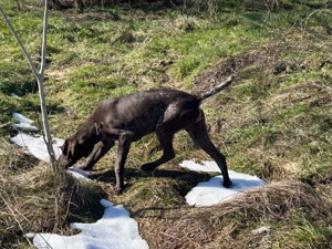 Femela Brac German - imagine 2