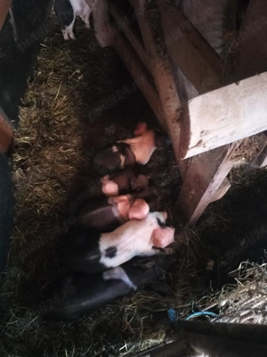 Purcei bazna de 7 saptamani  - imagine 2