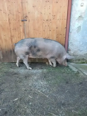 Vand scroafa Piétrain 15 lei kg - imagine 2