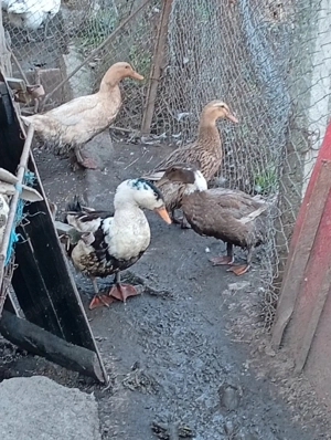 Vând rațe măcănitoare 