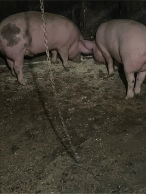 soldani de vazare - imagine 5