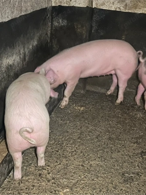 soldani de vazare - imagine 4