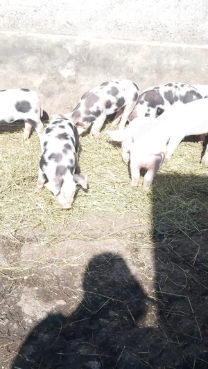 vind 10 purcei de 9 săptămâni  - imagine 3