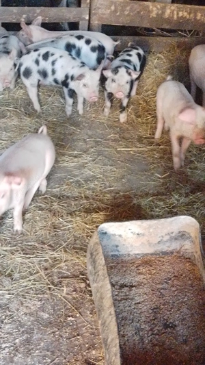 vind 10 purcei de 9 săptămâni  - imagine 4