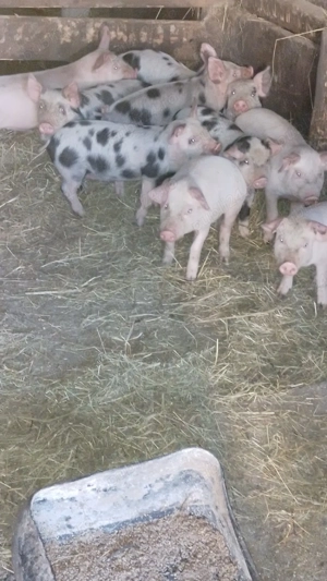 vind 10 purcei de 9 săptămâni  - imagine 2