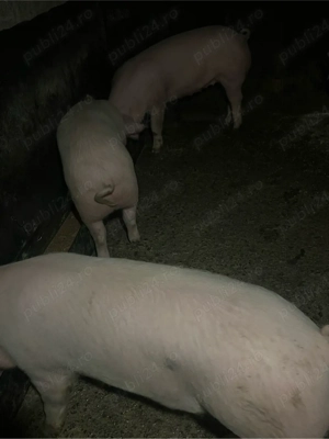 soldani de vazare - imagine 2