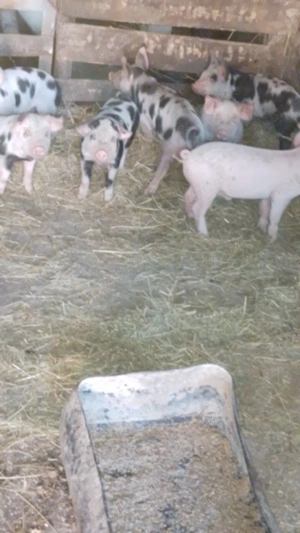 vind 10 purcei de 9 săptămâni 