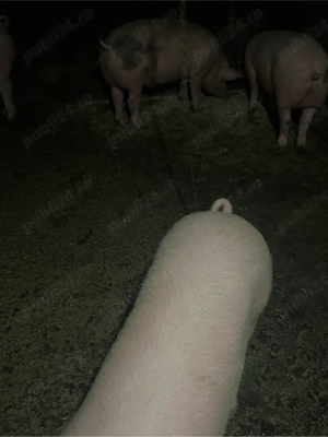 soldani de vazare - imagine 3