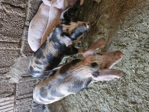 Vând purcei  - imagine 5