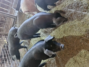 Vând purcei  - imagine 3