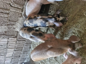 Vând purcei  - imagine 4