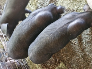 Vând purcei  - imagine 2