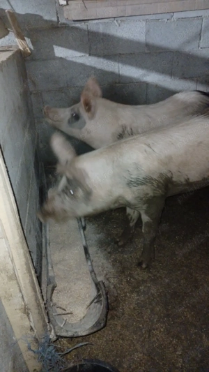 Doi grasuni de vinzare 