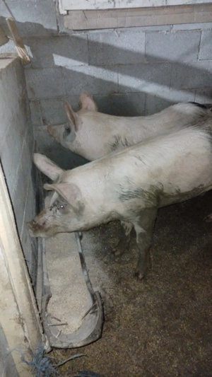 Doi grasuni de vinzare  - imagine 2