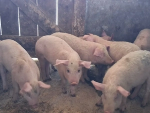 vând 8 purcei de 11 săptămâni  - imagine 3