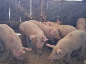 vând 8 purcei de 11 săptămâni 
