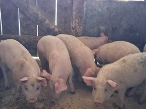 vând 8 purcei de 11 săptămâni  - imagine 2