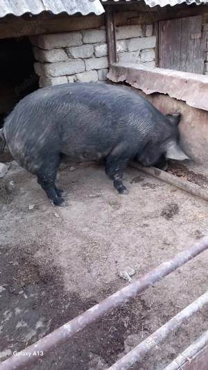 Vînd porc Bazna - imagine 2