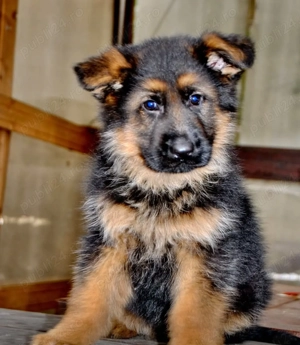 Mascul ciobănesc german cu pedigree  - imagine 2