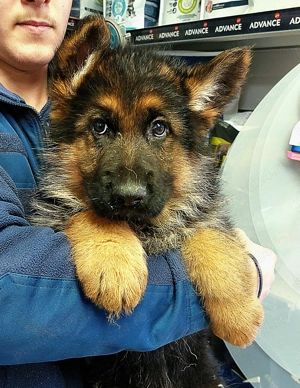 Mascul ciobănesc german cu pedigree 