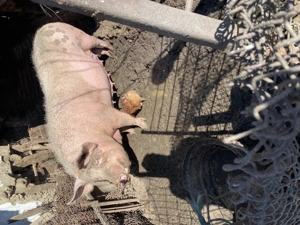 De vanzare crescut natural cu cereale