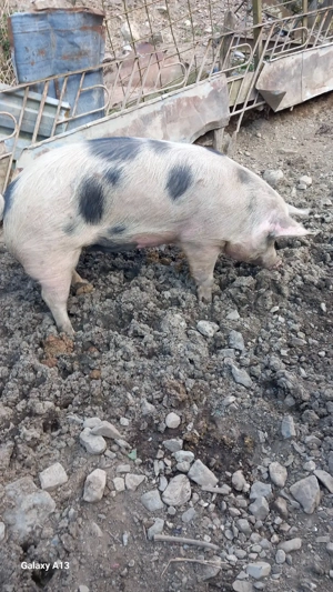 vînd doi porci - imagine 4